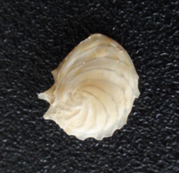 A CACCIA DI CIBO PER BALENE...